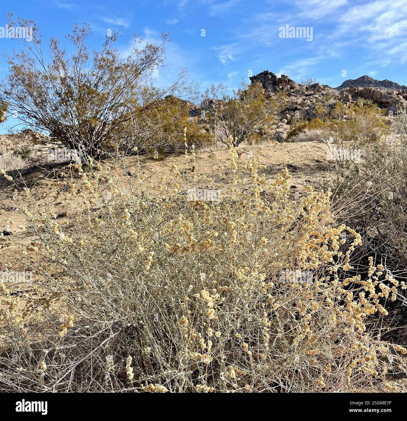 Le salut de Fourwing (Atriplex canescens), Plantae, Joshua Tree National Park, Joshua Tree, CA, US, le salut de Fourwing (Atriplex canescens), alias Chamiso, ou Chamiza en espagnol, est une plante indigène, vivace et dioïque du genre Saltbustes (Atriplex) et de la famille des Amaranthacées (Amaranthaceae) qui atteint 2 m (6,5 pieds) de hauteur. Les feuilles sont variables en apparence, alternées, linéaires à oblancéolées, gris argenté, et densément blanc-écailleux, parfois avec des marges roulées. Période de floraison maximale : avril-octobre. Les fruits ont 4 ailes à des angles de 90° et sont densément emballés le long des tiges. Fourwing Saltbush cultive le W. Banque D'Images