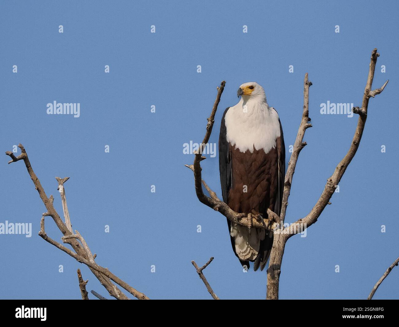 Aigle africain (Haliaeetus vocifer) Banque D'Images