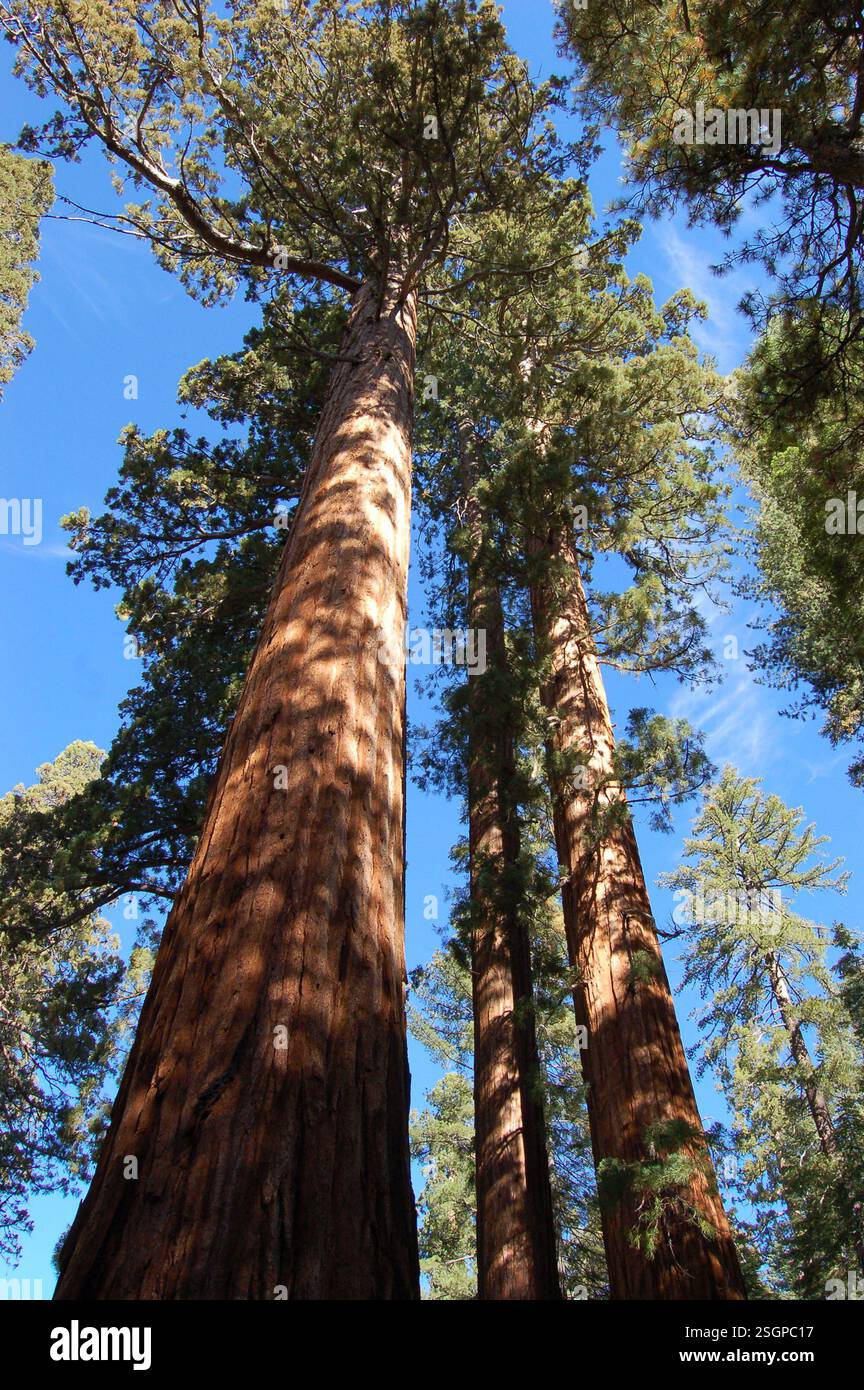 Majestueux séquoias géants à Mariposa Grove, parc national de Yosemite, Californie, présentant d'anciens séquoias dans un cadre forestier serein Banque D'Images