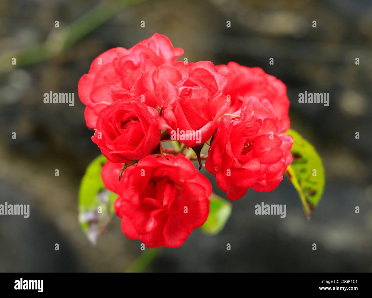 Roses rouges. Banque D'Images