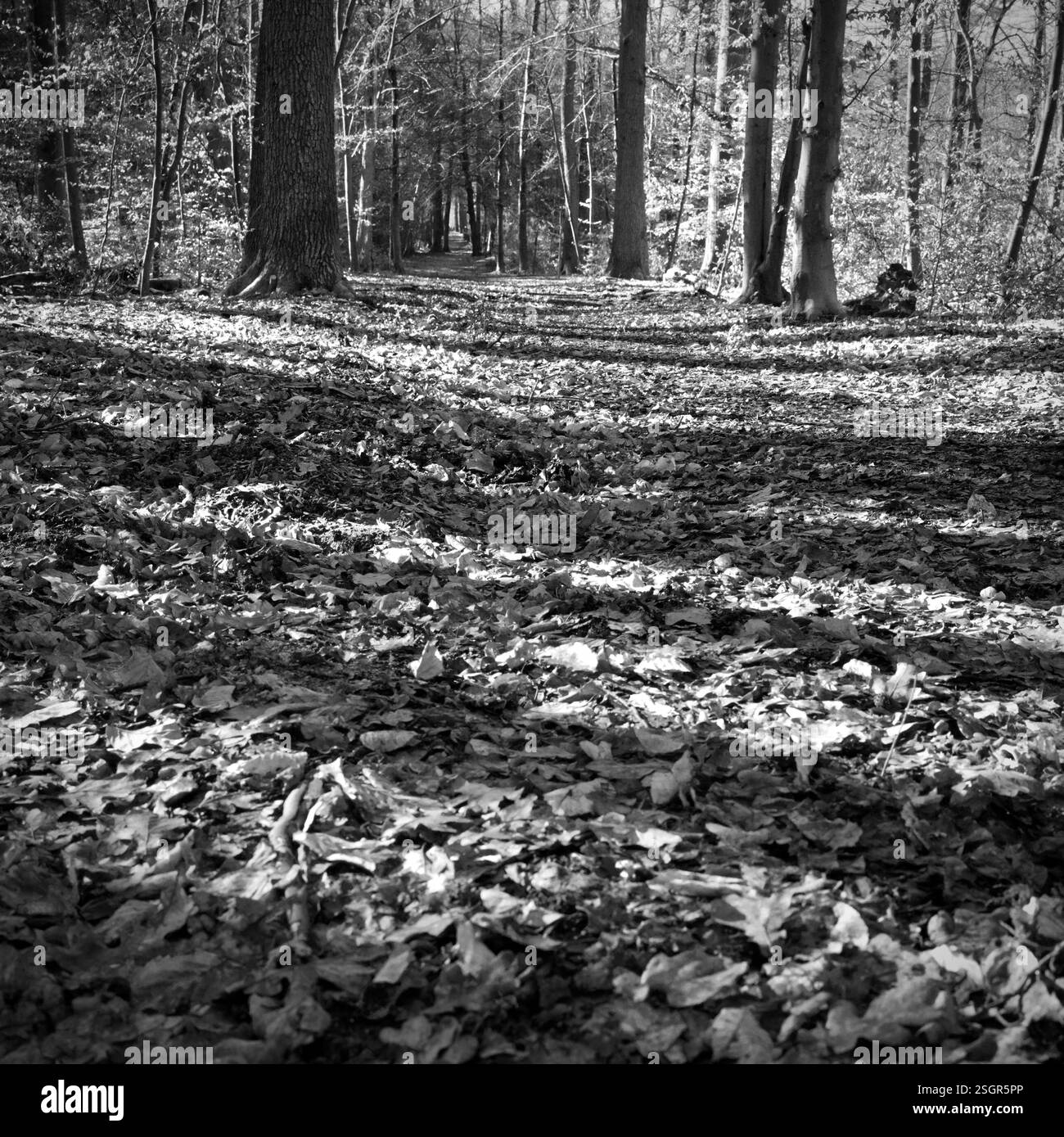 paysage forestier d'un sentier de randonnée dans la forêt avec de longues ombres des arbres, photographie en noir et blanc, format numérique moyen Banque D'Images