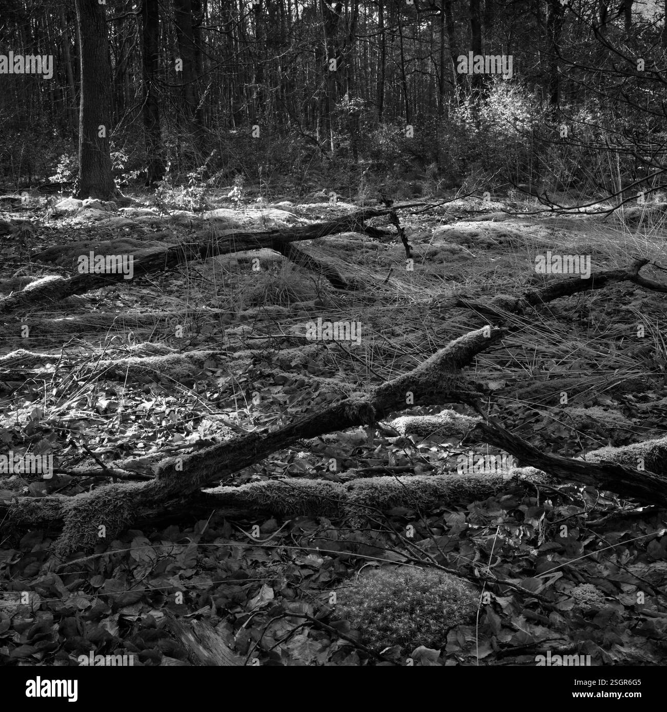 paysage forestier attrayant avec quelques vieilles branches posées sur le sol dans un motif aléatoire mais répétitif à une clairière avec quelques taches solaires, photo en noir et blanc Banque D'Images