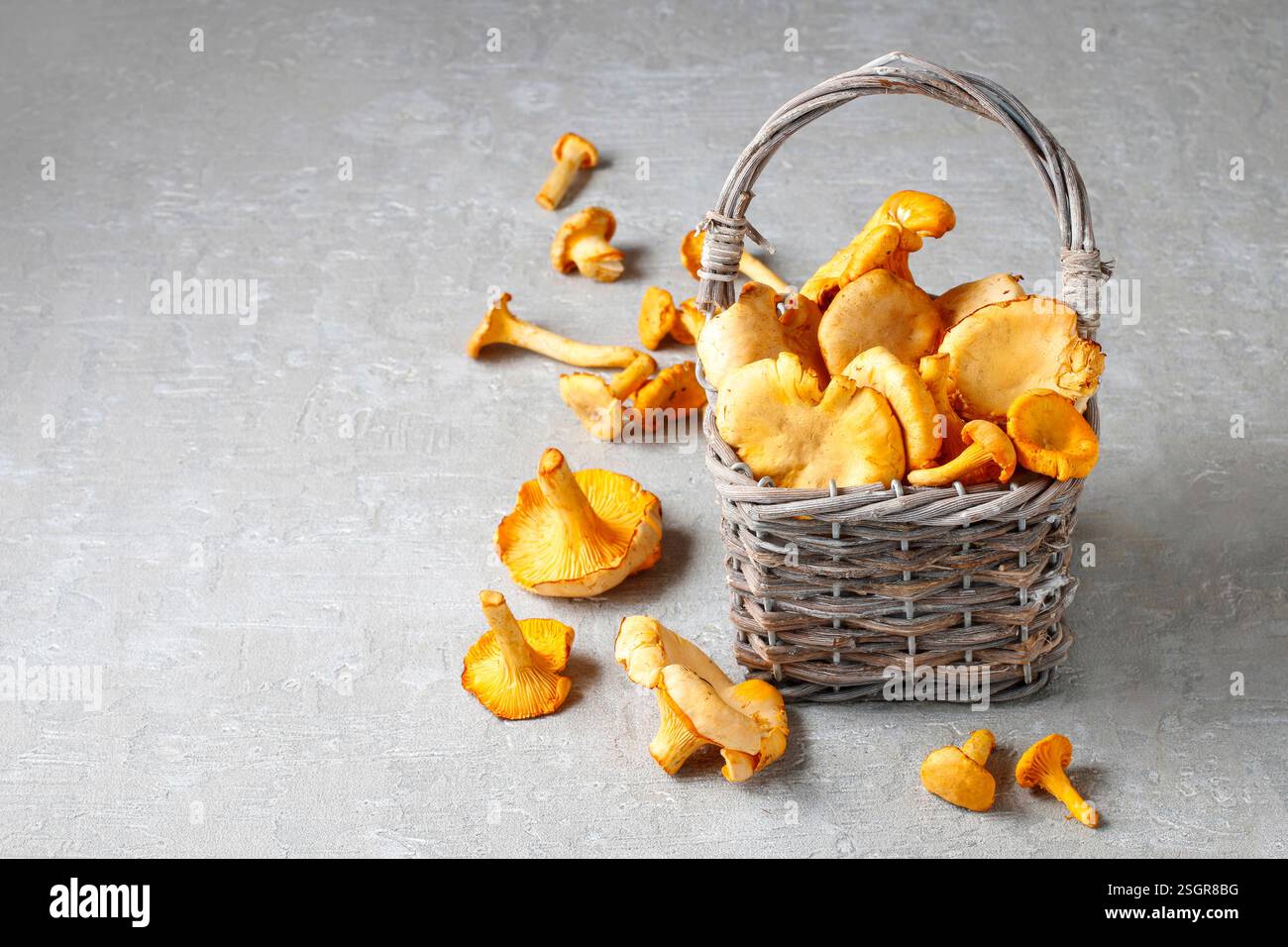 Panier en osier de champignons girolles (Cantharellus cibarius, communément connu sous le nom de girolle, chanterelle ou girolle) d'or Banque D'Images