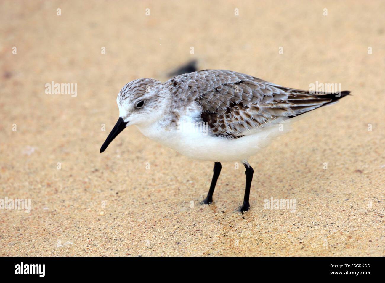 Sanderling Calidris alba, El Cotillo, El Cotillo, Fuerteventura, Îles Canaries, Espagne. Banque D'Images Sanderling Calidris alba, El Cotillo, El Cotillo, Fuerteventura, Îles Canaries, Espagne. Banque D'Images