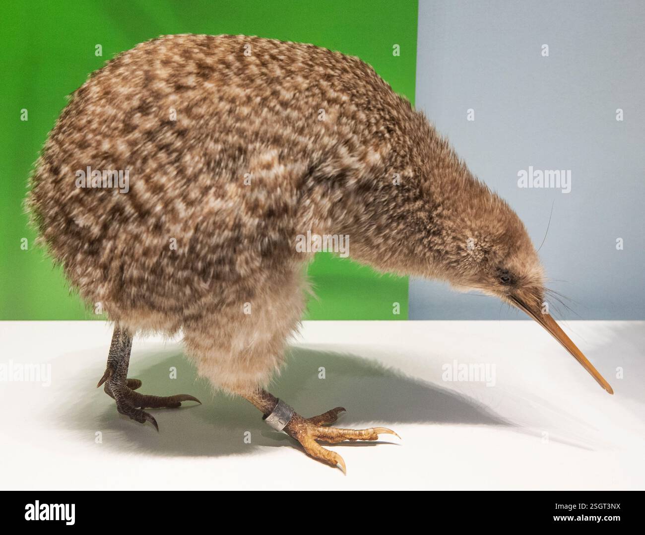 Oiseau kiwi, plumes. Banque D'Images