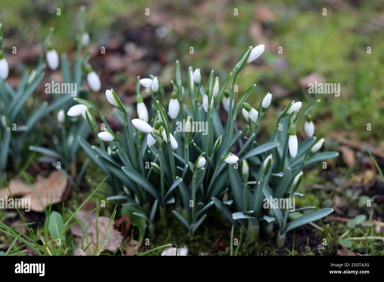 Fleurs de goutte de neige dans le jardin gros plan photo. Premières fleurs printanières. Fond de printemps. Banque D'Images