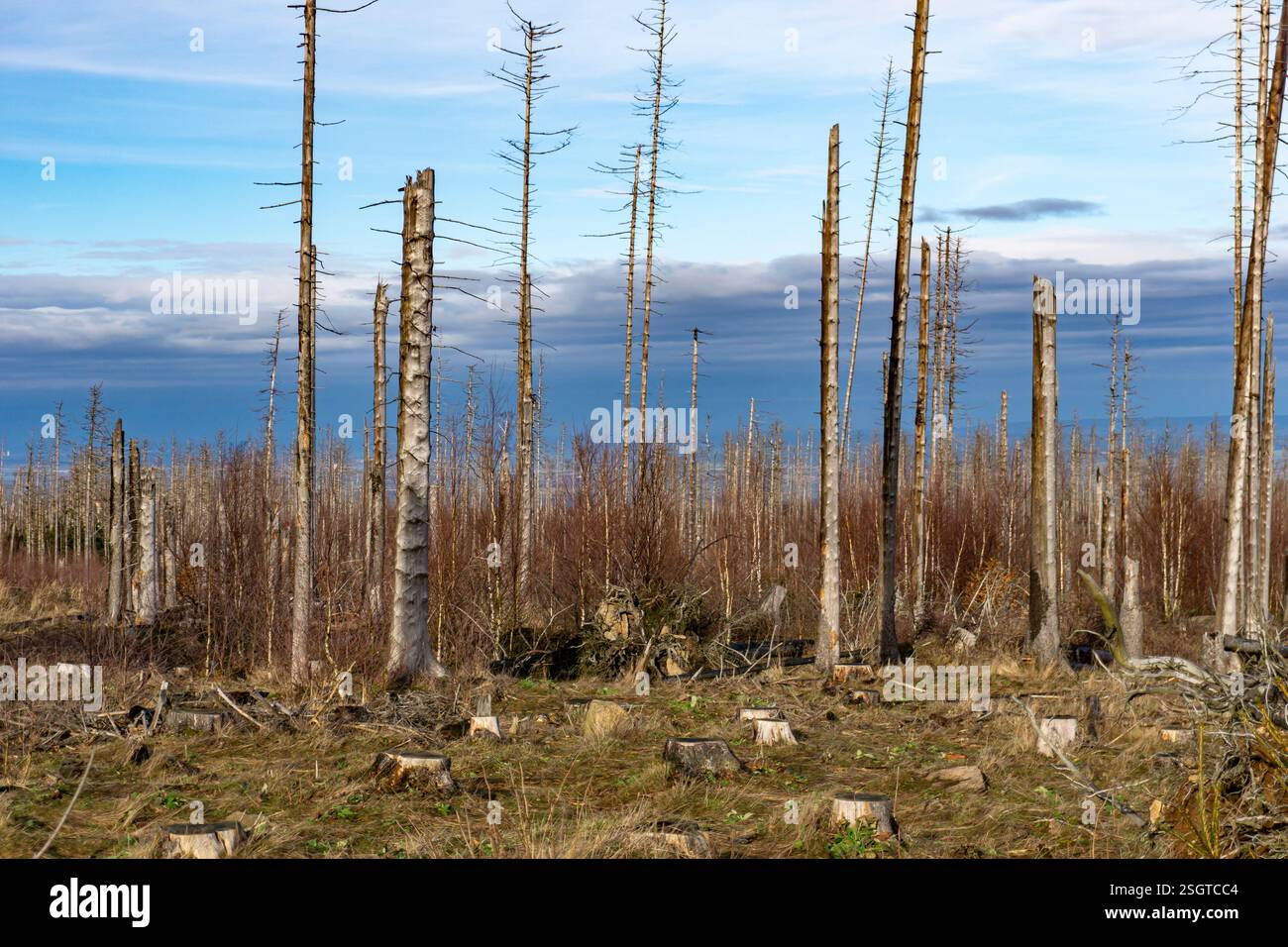 Abgestorbene Bäume im Nationalpark Harz BEI Bad Harzburg, Niedersachsen, Deutschland | arbres morts dans le parc national du Harz près de Bad Harzburg, Lower Banque D'Images Abgestorbene Bäume im Nationalpark Harz BEI Bad Harzburg, Niedersachsen, Deutschland | arbres morts dans le parc national du Harz près de Bad Harzburg, Lower Banque D'Images