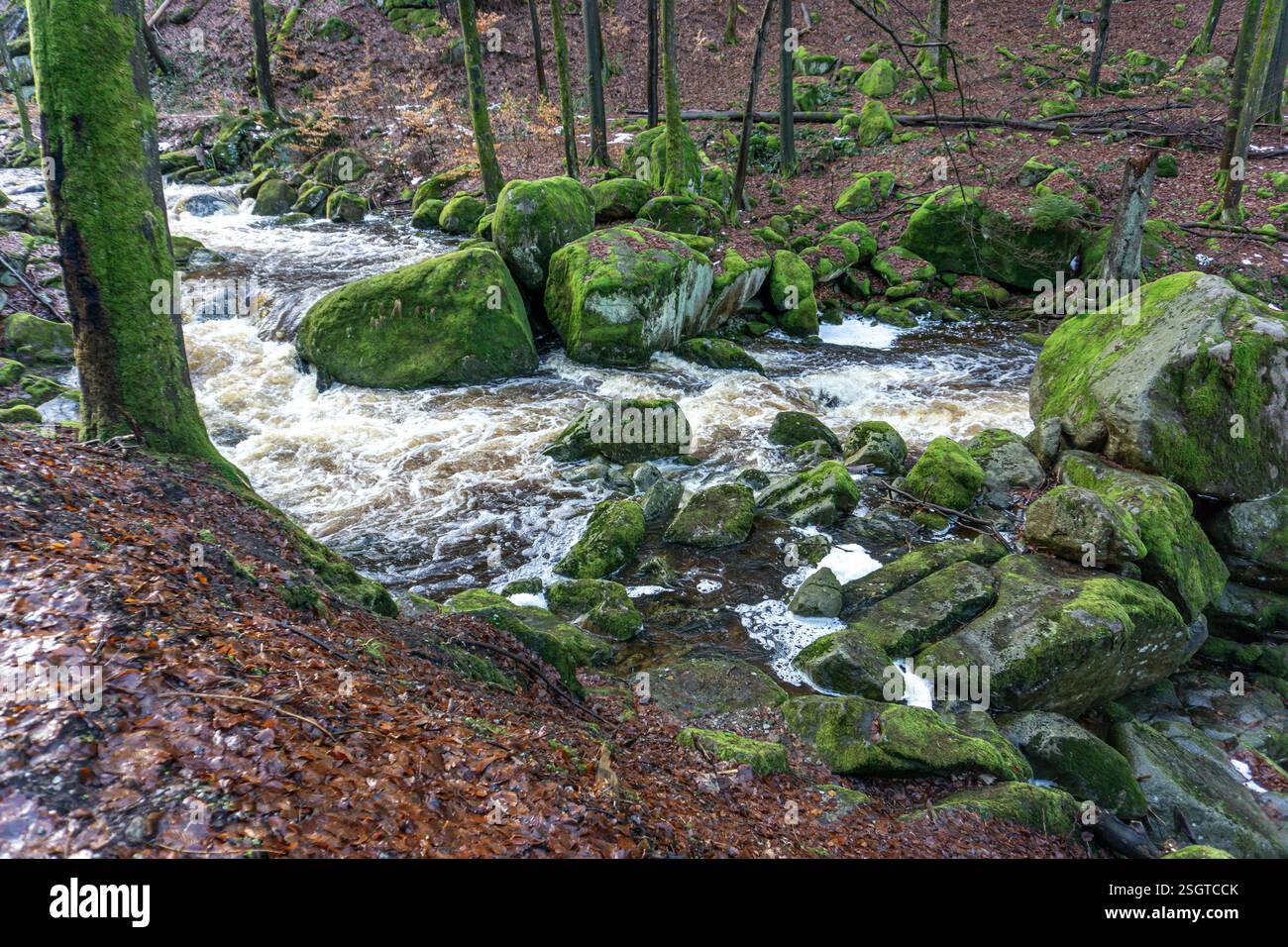 Die Ilse am Heinrich-Heine-Weg BEI Ilsenburg, Saxe-Anhalt, Deutschland | rivière Ilse sur le sentier Heinrich Heine près d'Ilsenburg, Saxe-Anhalt, Ger Banque D'Images