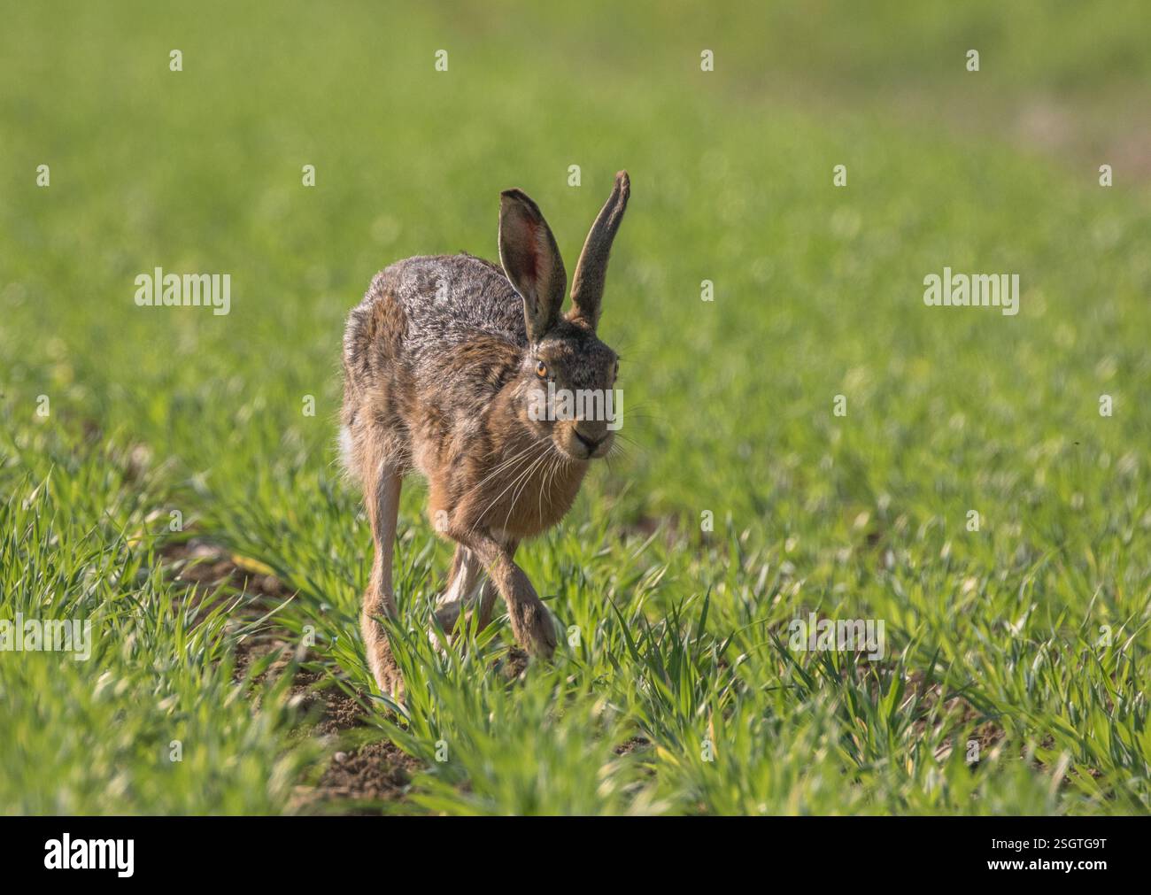 Un gros plan d'un lièvre brun sauvage (Lepus europaeus) mis en évidence par le soleil , courant vers la caméra dans le champ de blé des agriculteurs . Suffolk, Royaume-Uni . Banque D'Images