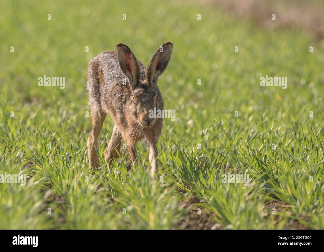 Un gros plan d'un lièvre brun sauvage (Lepus europaeus) mis en évidence par le soleil , courant vers la caméra dans le champ de blé des agriculteurs . Suffolk, Royaume-Uni . Banque D'Images