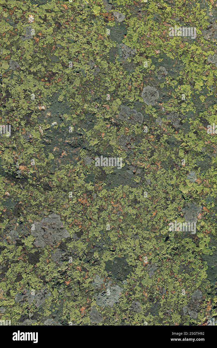 Gros plan de lichen sur la surface de la roche, fond de texture. Banque D'Images