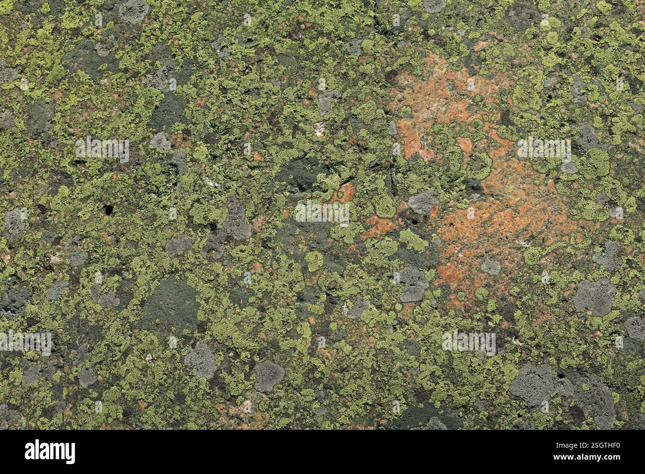 Gros plan de lichen sur la surface de la roche, fond de texture. Banque D'Images