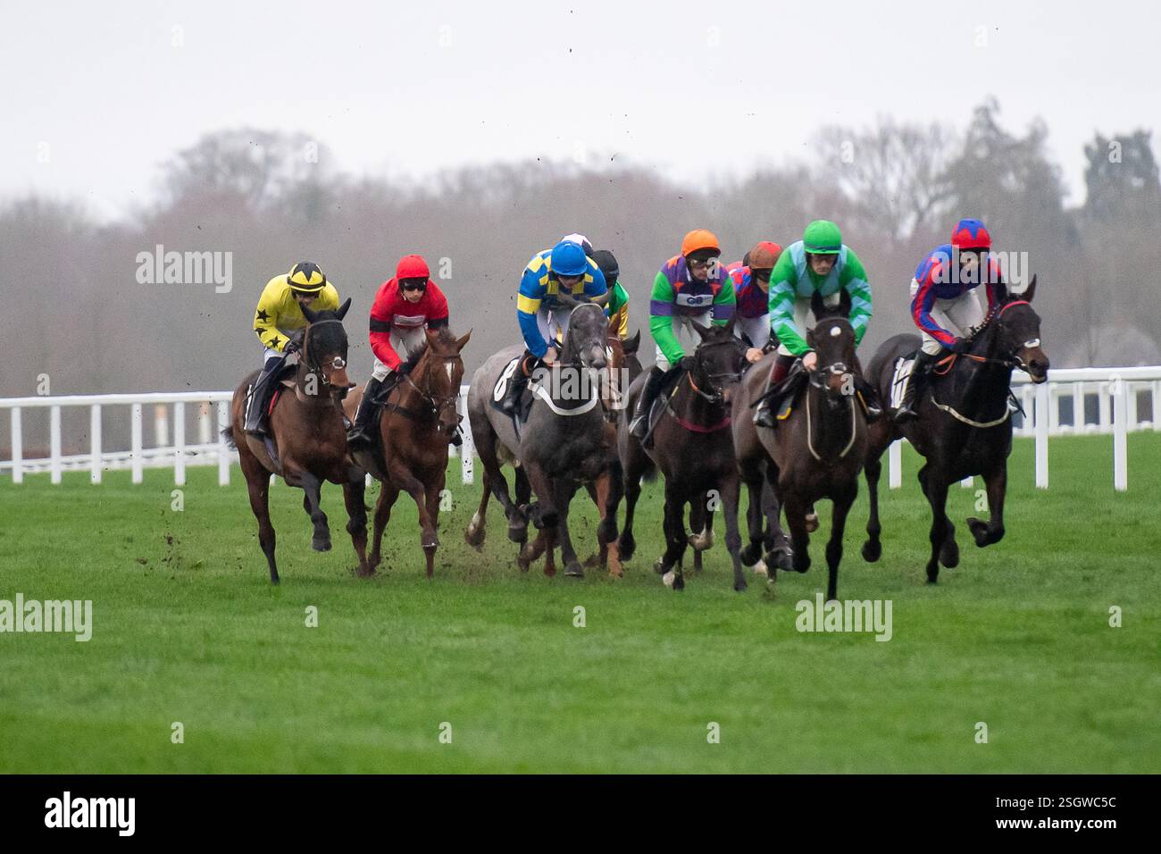 Ascot, Berkshire, Royaume-Uni. 17 février 2024. L’Open National Hunt Flat Race britannique EBF Mares au Betfair Ascot Chase Raceday à l’hippodrome d’Ascot. Crédit : Maureen McLean/Alamy Banque D'Images