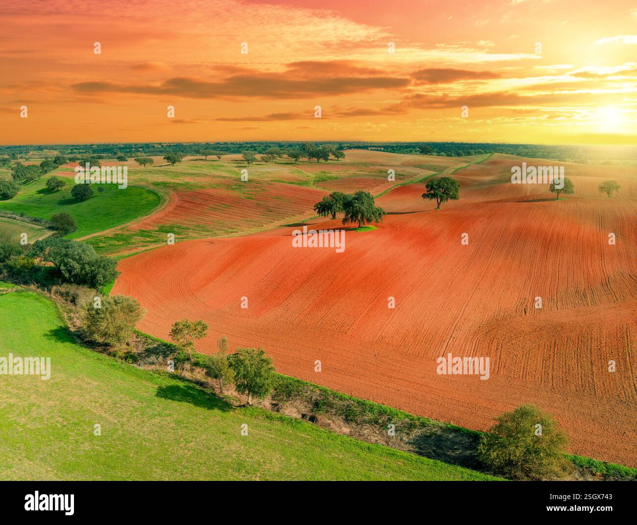 Champ arable en automne au coucher du soleil. Oliviers sur le terrain. Paysage rural. Champs vallonnés sur les collines. Alvalade, Portugal Banque D'Images