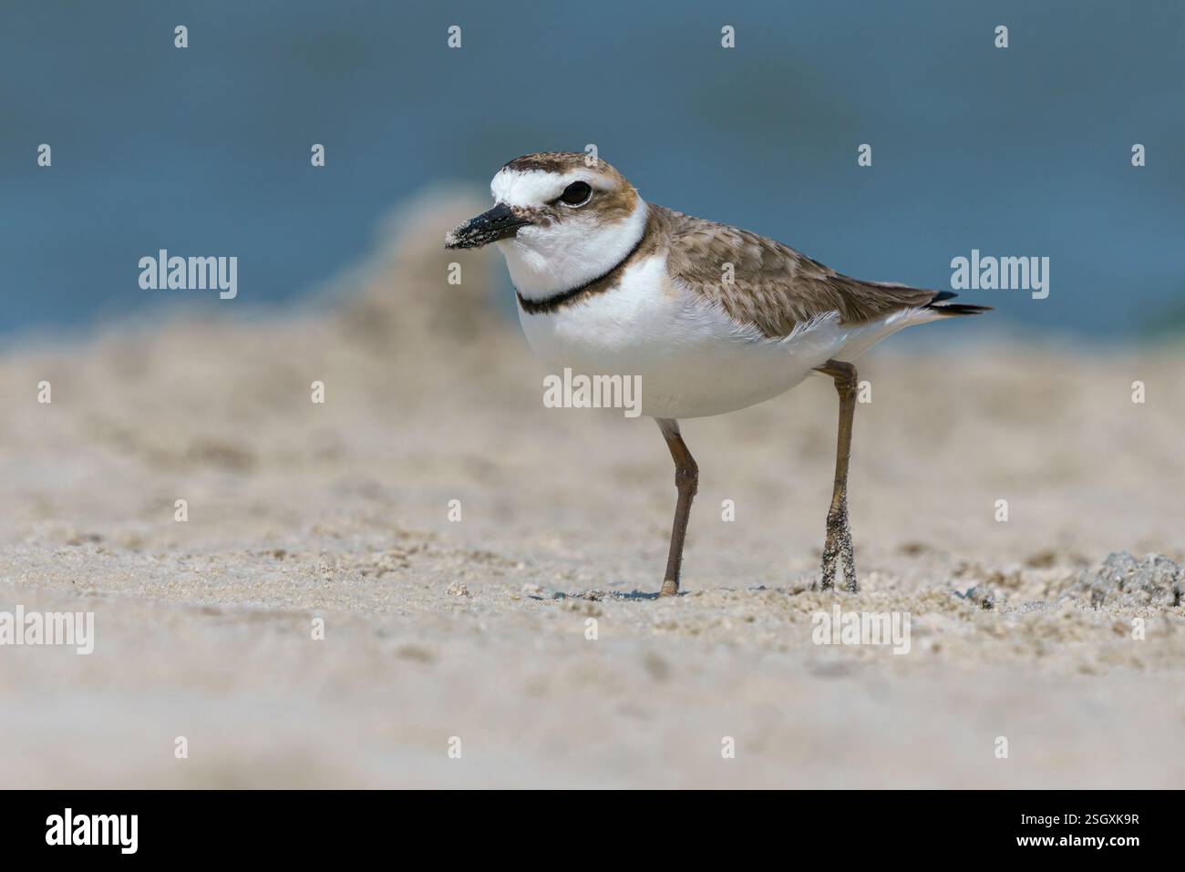 Wilsons Plover, Charadrius wilsonia, oiseau adulte sur le rivage Floride, États-Unis avril Banque D'Images