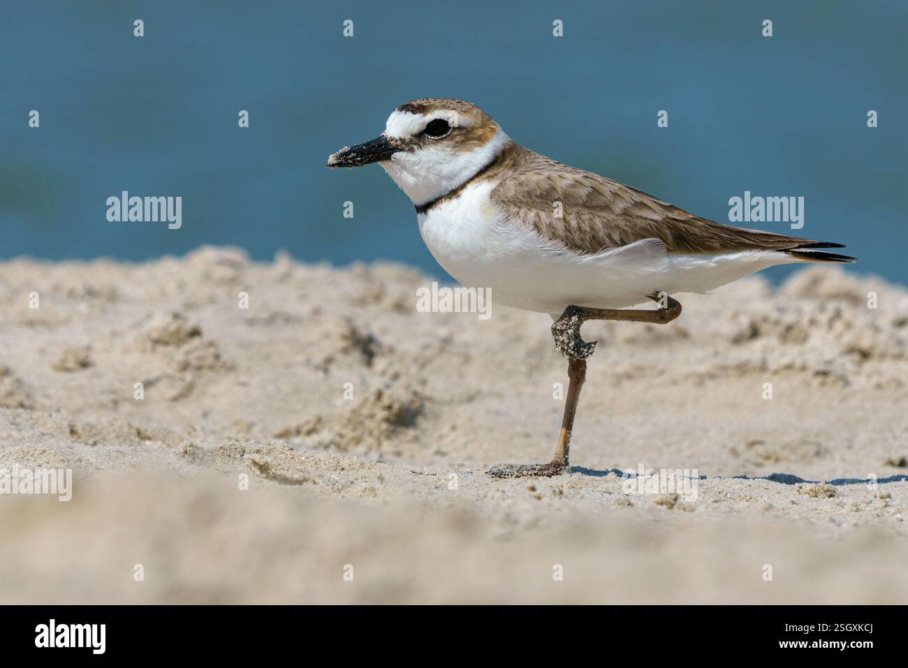 Wilsons Plover, Charadrius wilsonia, oiseau adulte sur le rivage Floride, États-Unis Banque D'Images