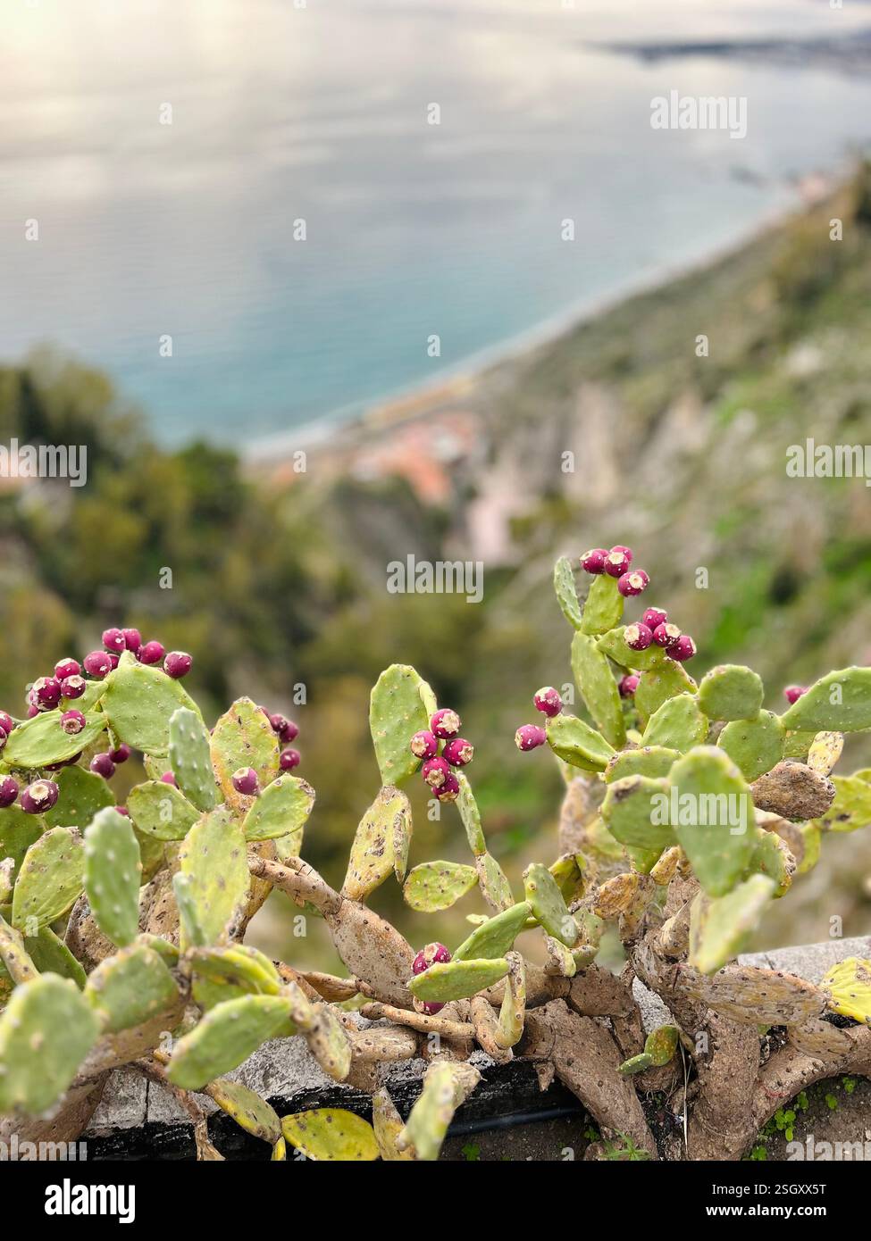 Seaside Prickly Pear plants | Taormina Italie Banque D'Images