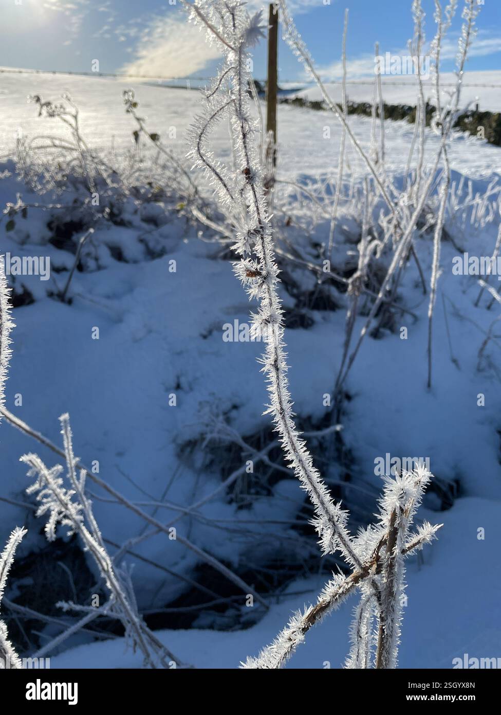 Hisser des cristaux de glace gelée un jour d'hiver. Sheffield, South Yorkshire, Angleterre, Royaume-Uni. - Image de stock capturée avec un smartphone
