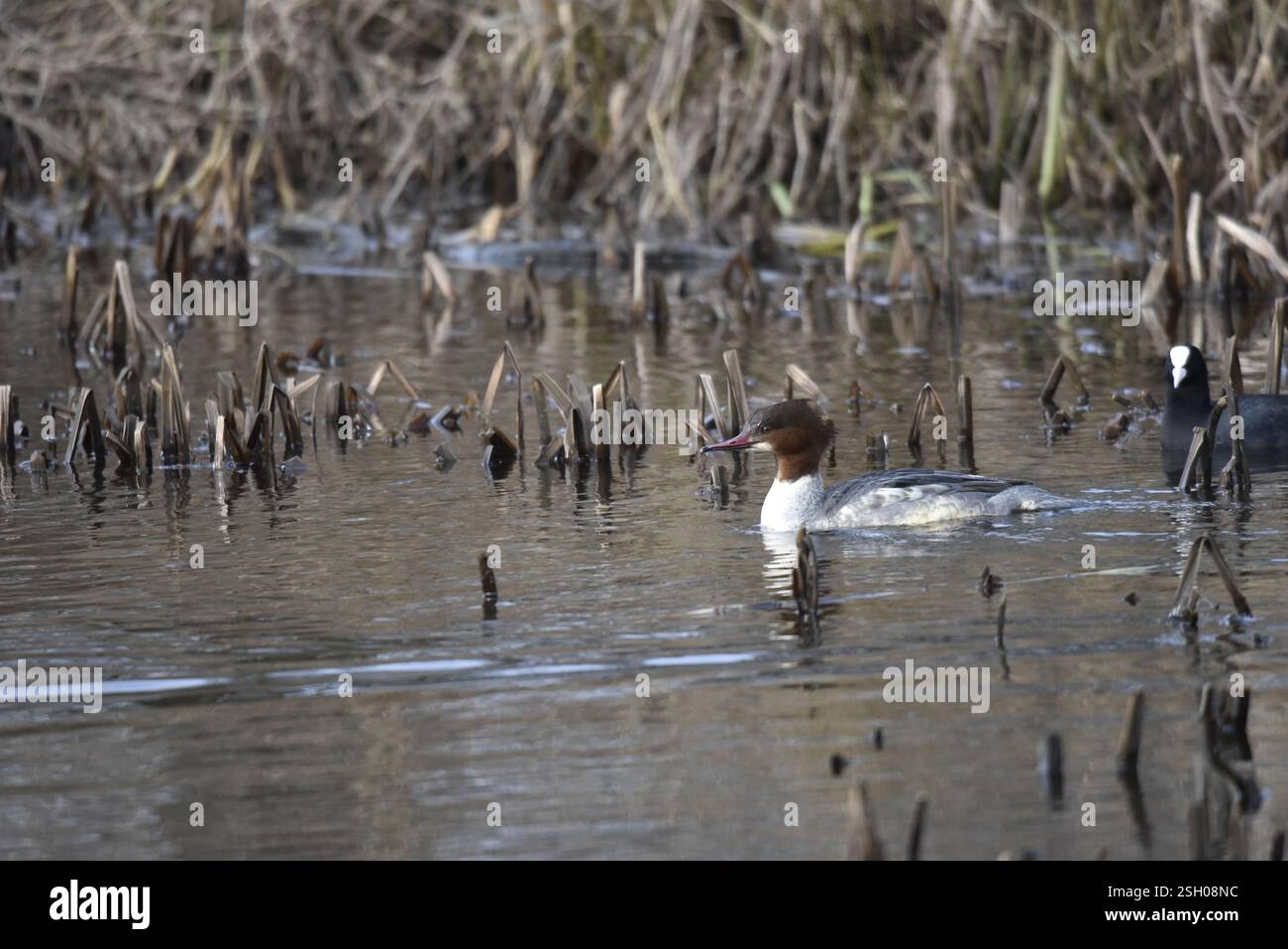 Femelle Goosander (Mergus merganser) nageant de droite à gauche, à droite de l'image, parmi les roseaux bas et le fond de roseaux, avec un Coot eurasien suivant Banque D'Images