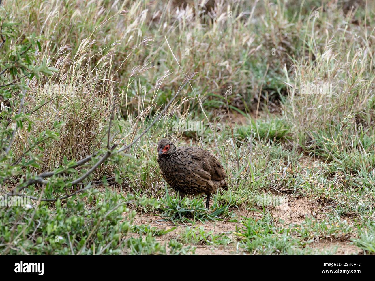 La sauvagine de Swainson ou Swainsons francolin est une espèce d'oiseau de la famille des Phasianidae qui est originaire d'Afrique australe. Pternistis swainsonii. K Banque D'Images