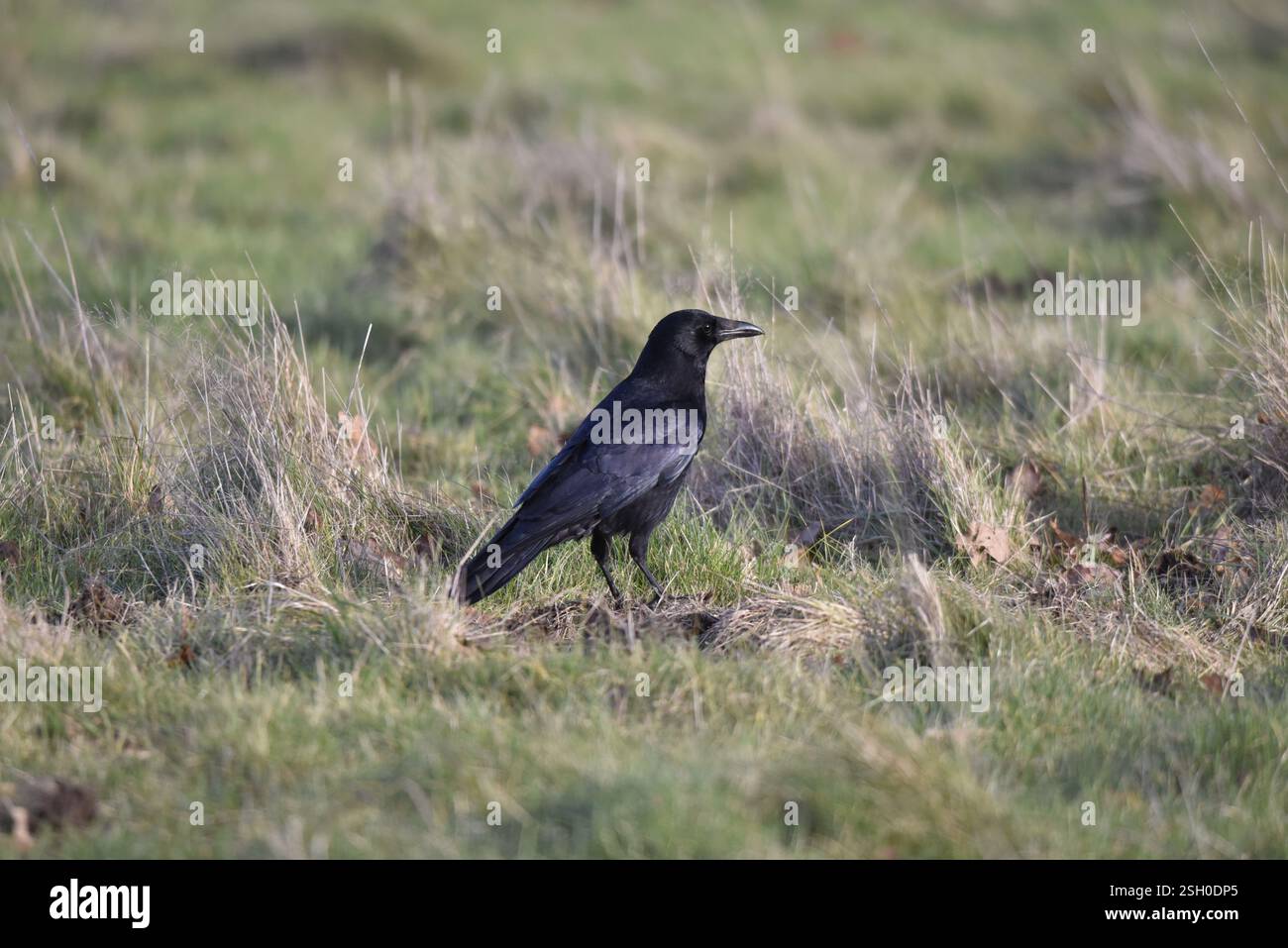 Portrait d'un corbeau Carrion (Corvus corone) debout sur herbe courte dans le profil droit dans le soleil d'hiver bas, mettant en évidence des marques détaillées, pris au Royaume-Uni Banque D'Images