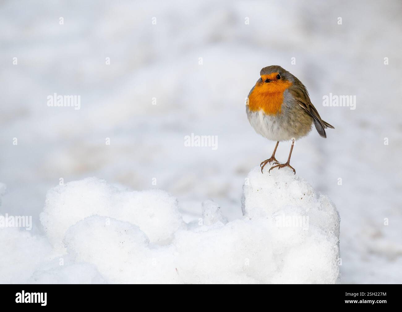 Un robin dans la neige toujours allongé près de Preston, Lancashire, Royaume-Uni. Banque D'Images