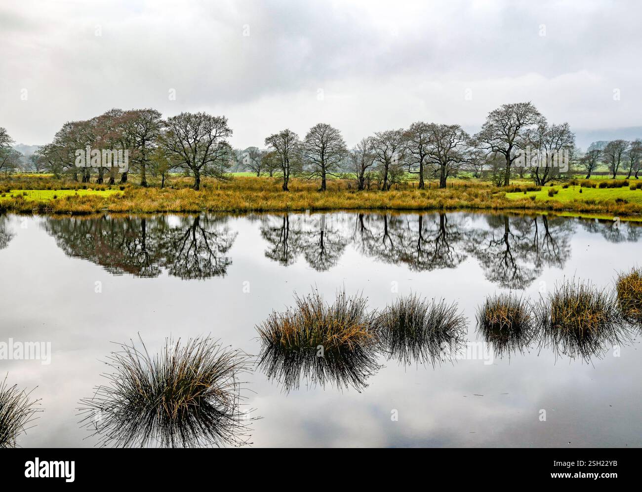Réflexions dans un étang de ferme, Chipping, Preston, Lancashire, Royaume-Uni Banque D'Images