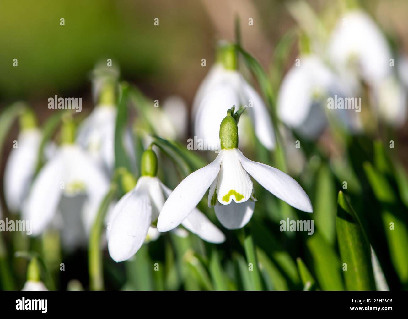 Chutes de neige dans un jardin, Chipping, Preston, Lancashire, Angleterre, Royaume-Uni. Banque D'Images