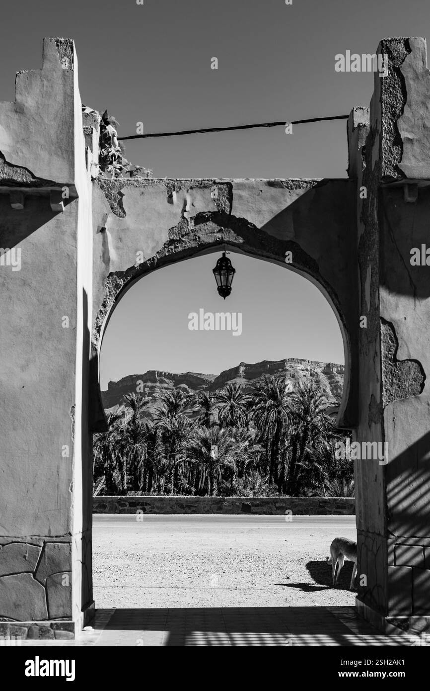 Voyage autour du Maroc, palmeraie dans l'oasis, et de belles montagnes. Banque D'Images