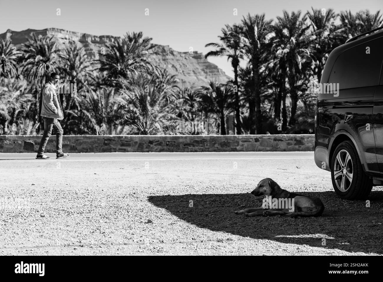 Voyager autour du Maroc, palmeraie dans une oasis, et de belles montagnes près d'une route. Banque D'Images