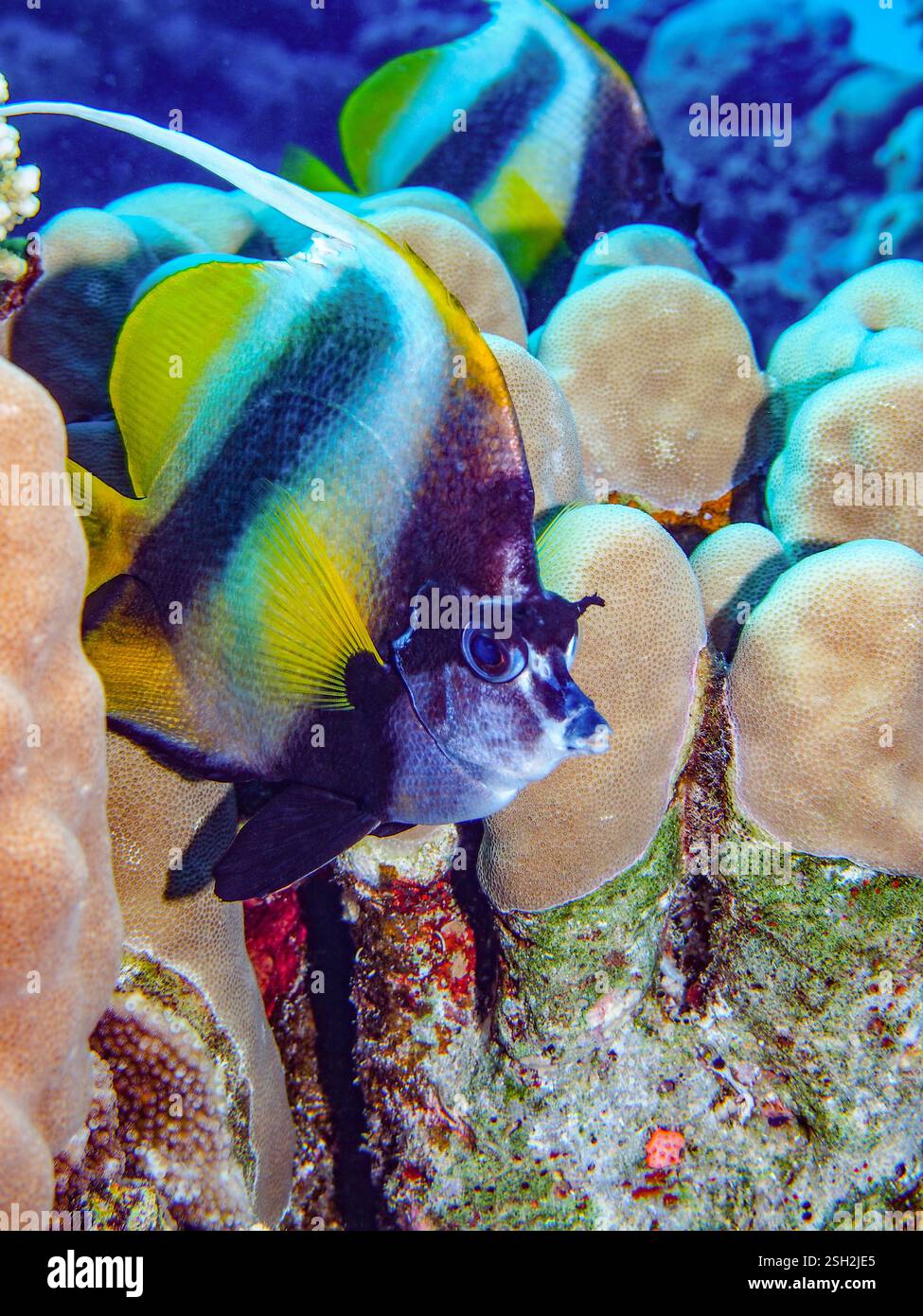 Heniochus intermedius - banlieue de la mer Rouge Banque D'Images