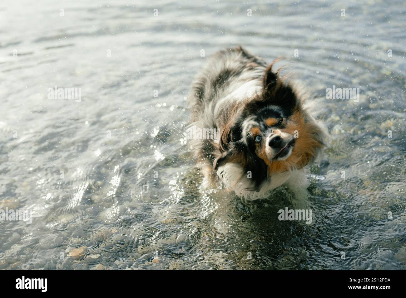 Un berger australien ludique embrassant l'eau Banque D'Images