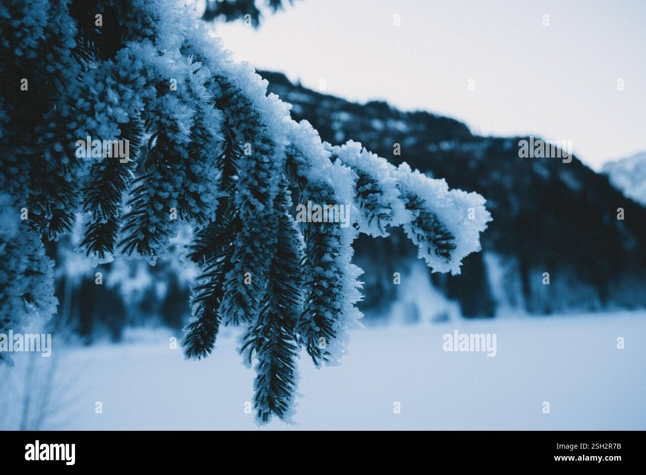 branches d'arbre recouvertes de neige Banque D'Images