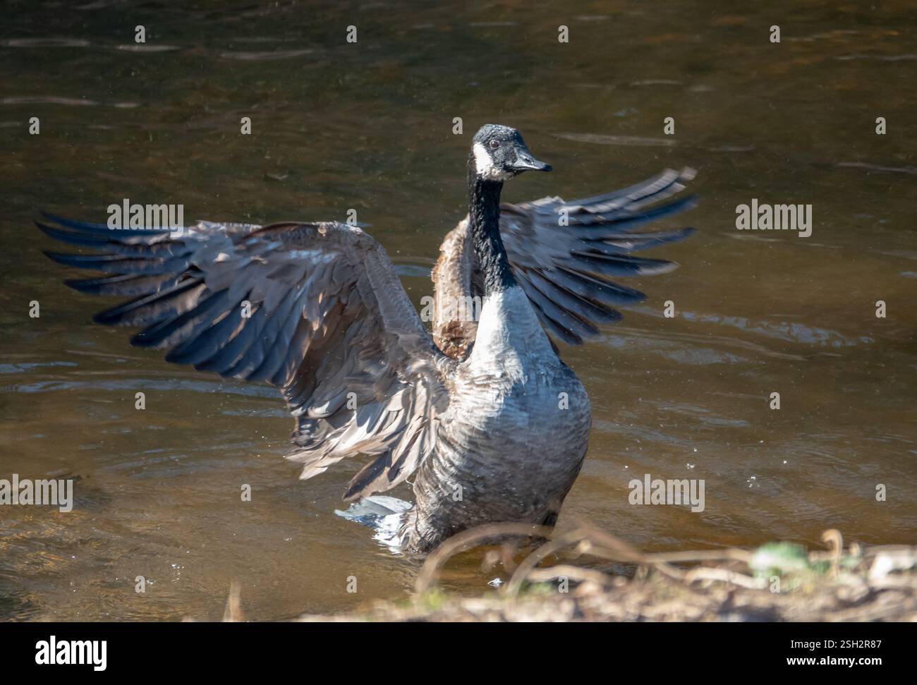 Une oie du Canada bat ses ailes tout en se baignant dans un ruisseau peu profond. Banque D'Images