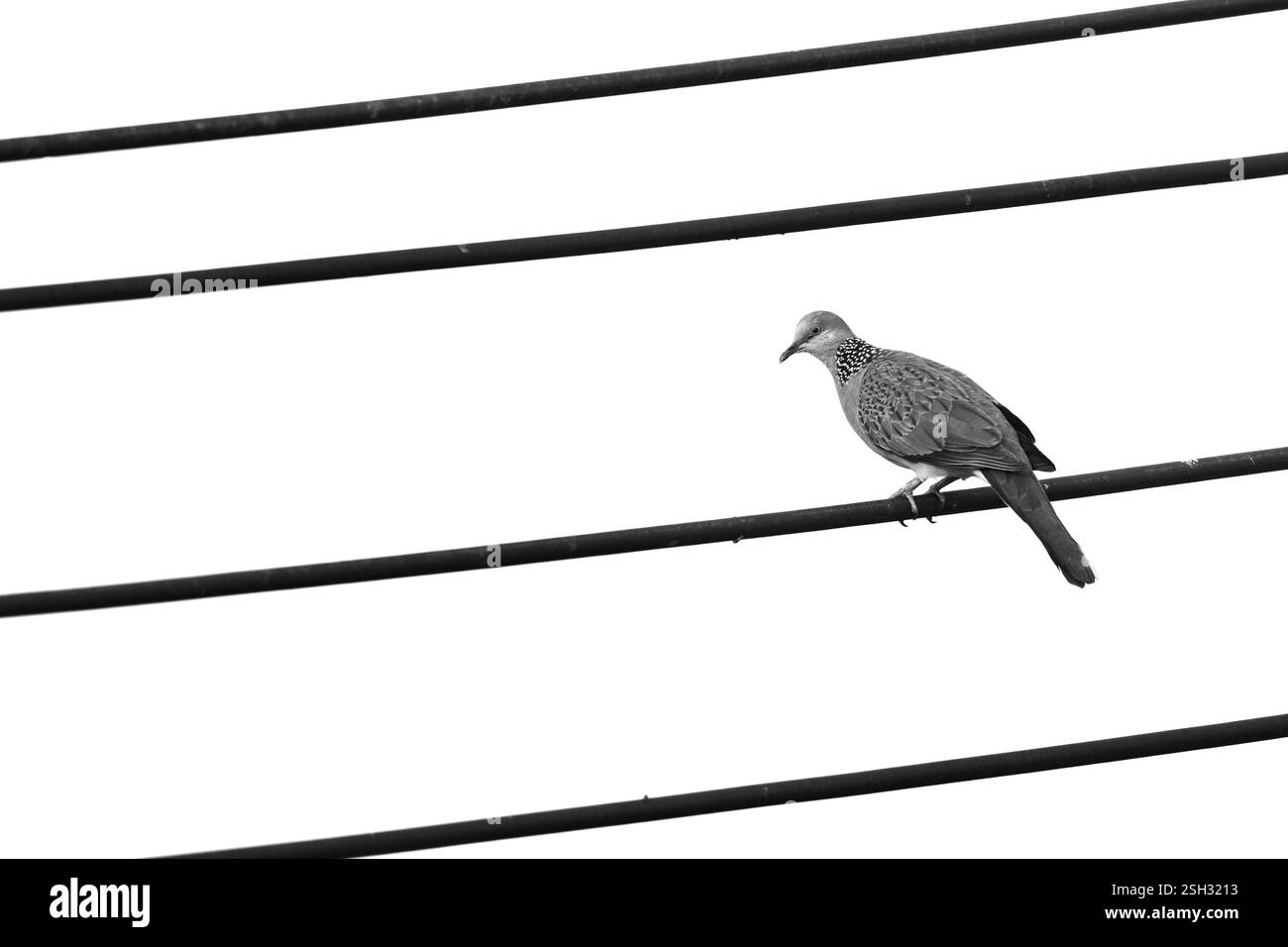 Oiseau tacheté Dove perché sur une ligne de câble Banque D'Images