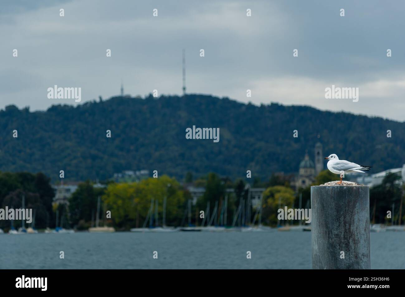 Mouette dans un lac urbain Banque D'Images