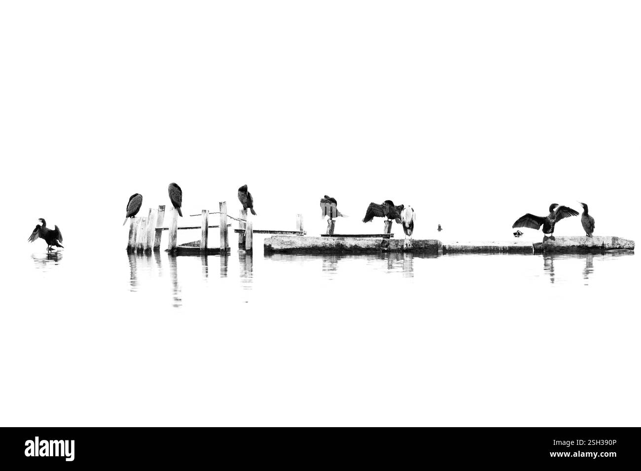 Superbe image N&B Cormorant Banque D'Images