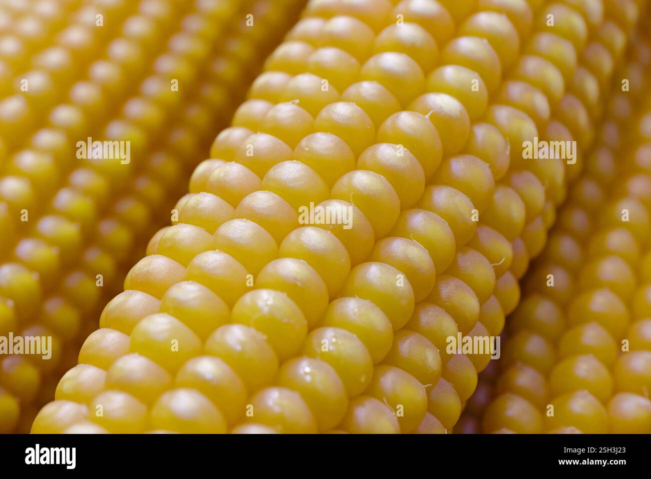 Un groupe d'épis de maïs mûrs entiers, gros plan, nourriture abstraite ou fond d'agriculture Banque D'Images