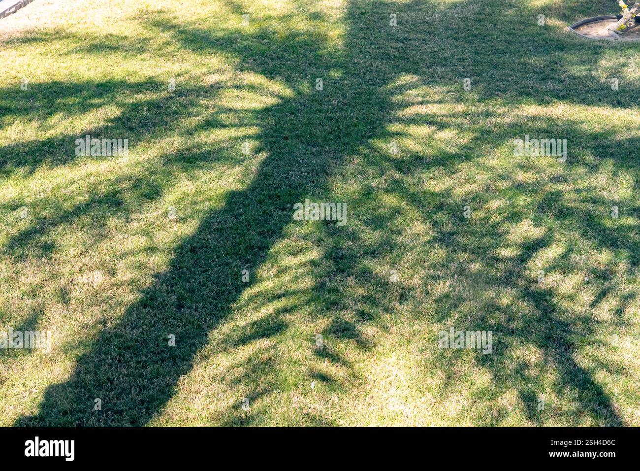 Manama, Bahreïn - 5 janvier 2025 : L'ombre pittoresque d'un palmier dattier tombe gracieusement sur l'herbe brûlée par le soleil d'une oasis, mettant en évidence le Banque D'Images