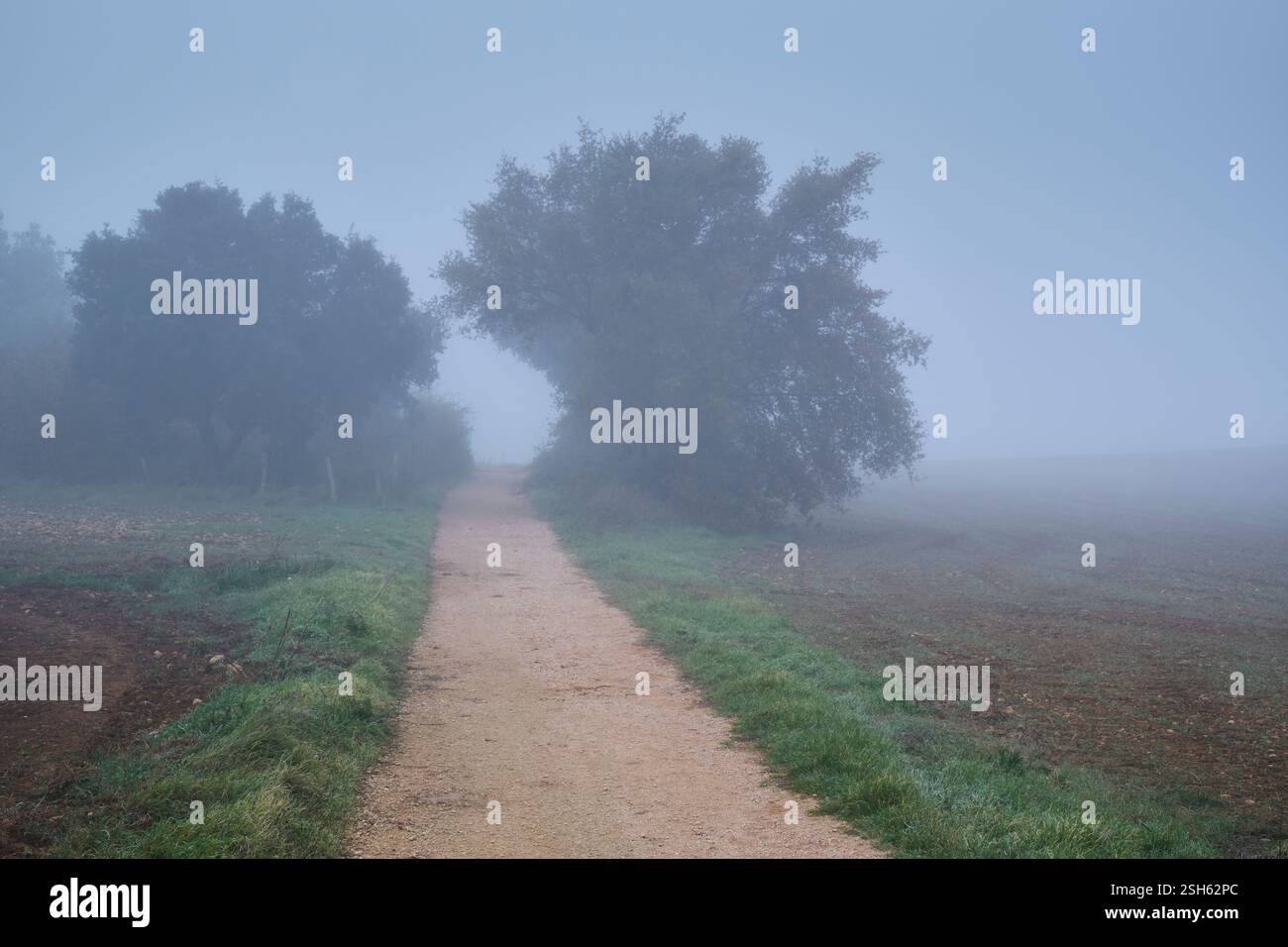 Sentier de randonnée serpentant à travers la campagne brumeuse avec des arbres silhouettés créant une atmosphère mystérieuse. Ayegui, navarre, espagne Banque D'Images