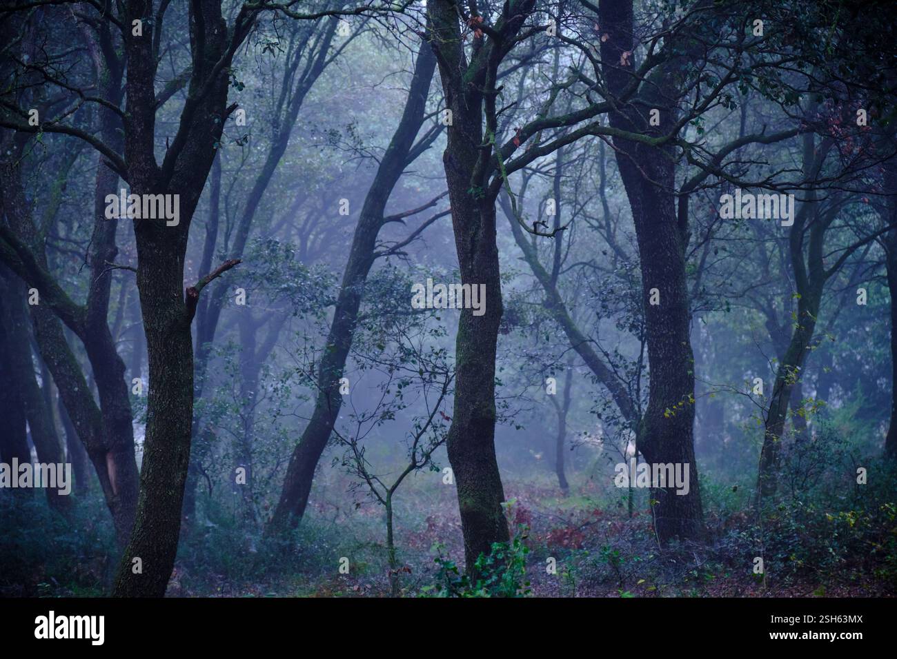Brouillard éthéré tissant à travers une dense forêt de chênes, créant une atmosphère mystérieuse et enchanteresse. Ayegui, navarre, espagne Banque D'Images