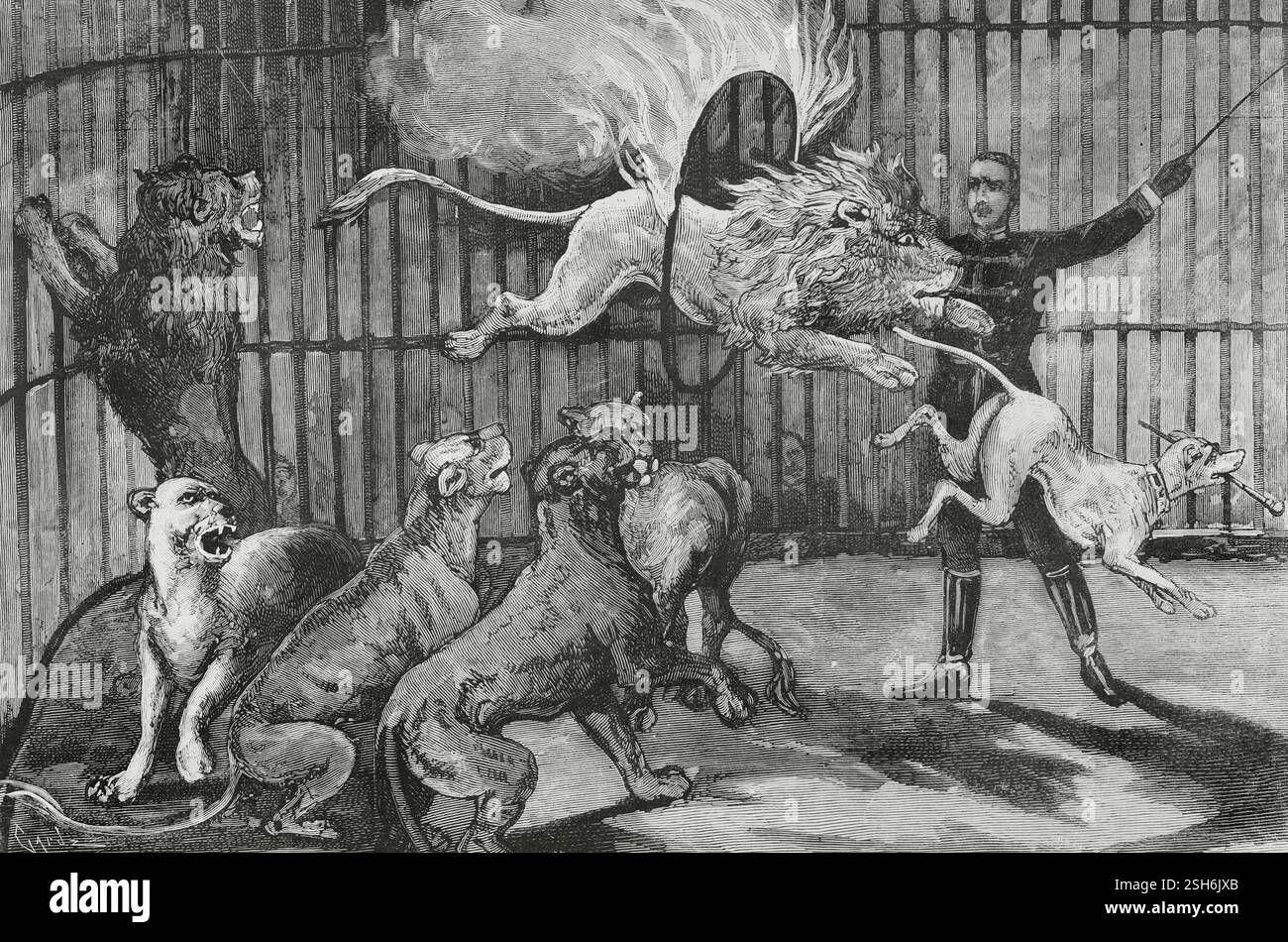 Circo Price. Fondée en 1853 par Thomas Price (1813-1877) et installée à Madrid (Espagne). Le dompteur Mr. Seeth effectuant ses exercices audacieux, avec sa cage de lions et un chien. Il joue son premier numéro le 1er juin 1884. Gravure par Capuz. L'illustration espagnole et américaine (la Ilustración Española y Americana), 1884. Banque D'Images