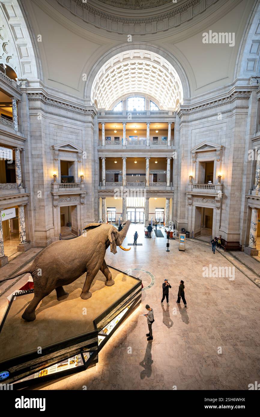 WASHINGTON DC — Henry l'éléphant se trouve dans la rotonde centrale du Musée national d'histoire naturelle du Smithsonian. L'éléphant taureau d'Afrique est la pièce maîtresse emblématique du musée depuis 1959. Le spécimen taxidermié domine le grand hall d'entrée du bâtiment, accueillant des millions de visiteurs chaque année. Banque D'Images