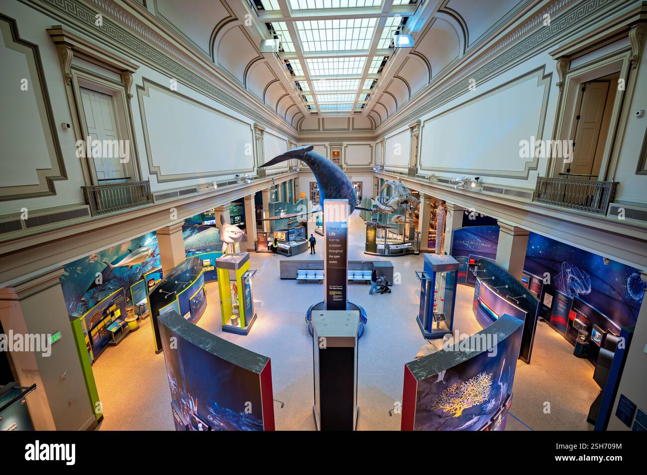 Musée d'histoire naturelle Smithsonian à Washington DC | WASHINGTON DC, États-Unis — Une vue large du Sant Ocean Hall montre le modèle suspendu de baleine noire de l'Atlantique Nord qui ancre la galerie du Musée national d'histoire naturelle du Smithsonian consacrée aux sciences marines. Les expositions environnantes sur les récifs coralliens, la zone crépusculaire et les écosystèmes en pleine mer occupent un espace de 23 000 pieds carrés (2 137 m²) sous un plafond de puits de lumière restauré. Banque D'Images