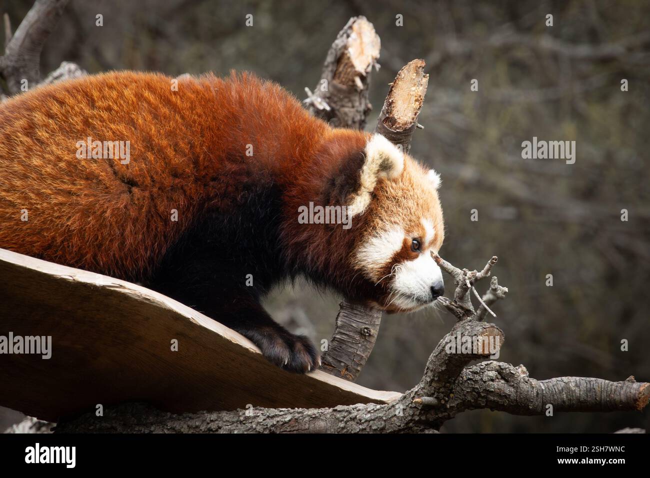 portrait d'un panda rouge sur une branche Banque D'Images