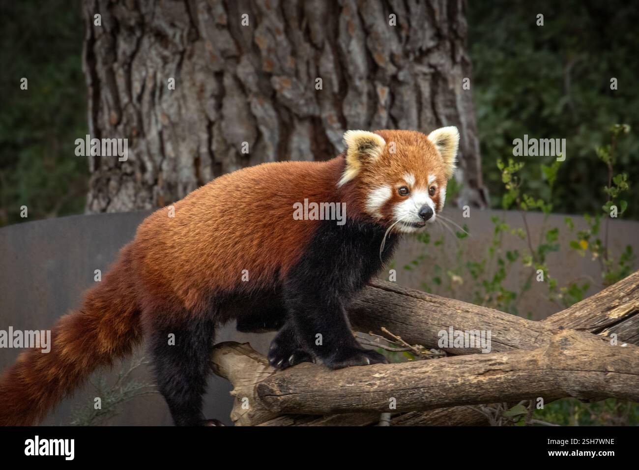 portrait d'un panda rouge sur une branche Banque D'Images