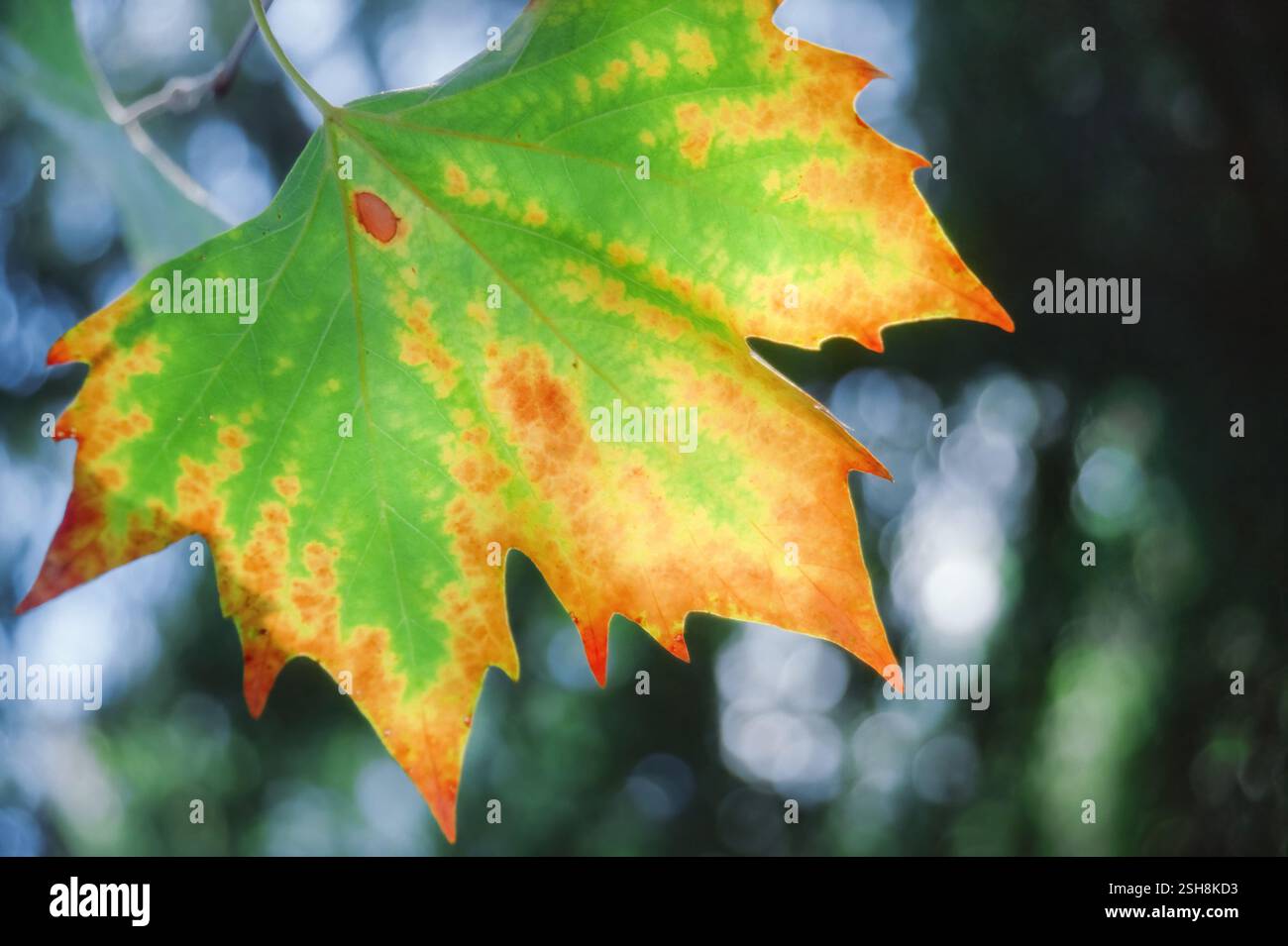 Gros plan de feuilles d'érable vieillies colorées en automne ou en automne Banque D'Images