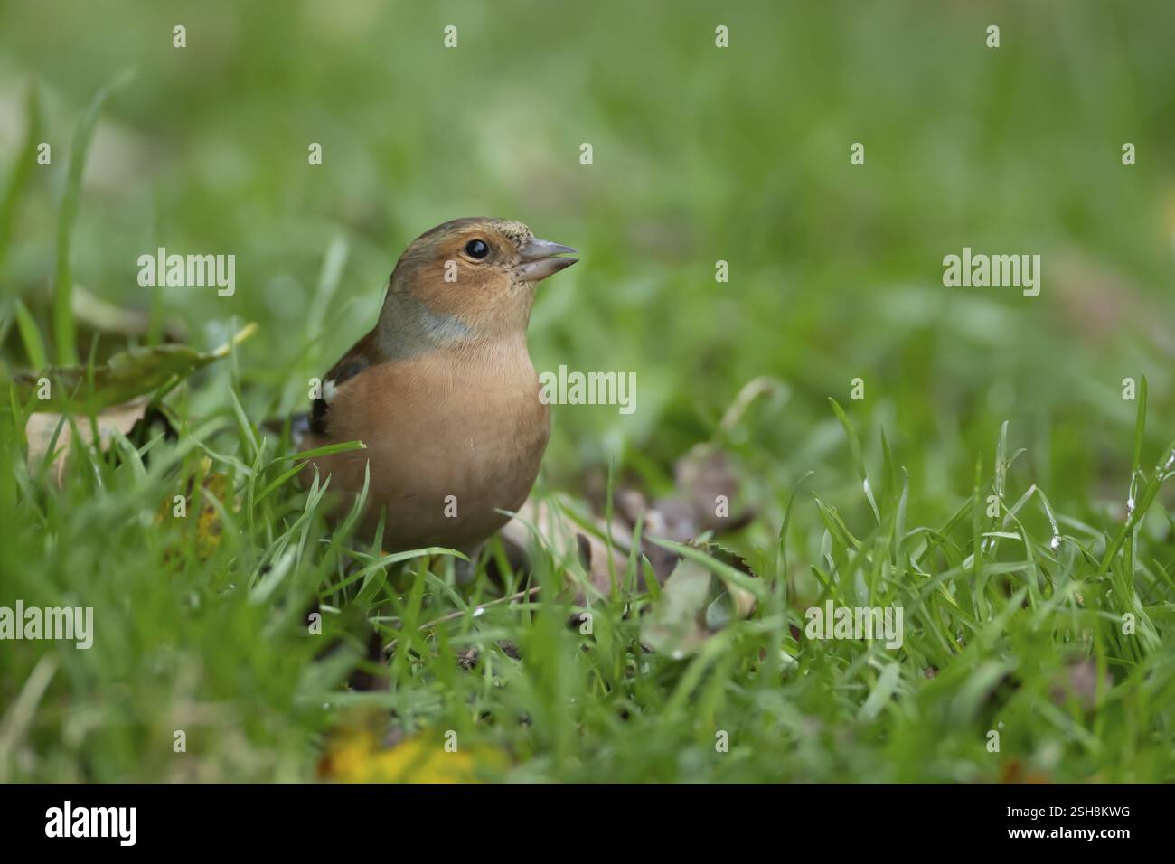 Chaffinch eurasien (Fringilla coelebs) oiseau mâle adulte sur une pelouse d'herbe de jardin, Angleterre, Royaume-Uni, Europe Banque D'Images