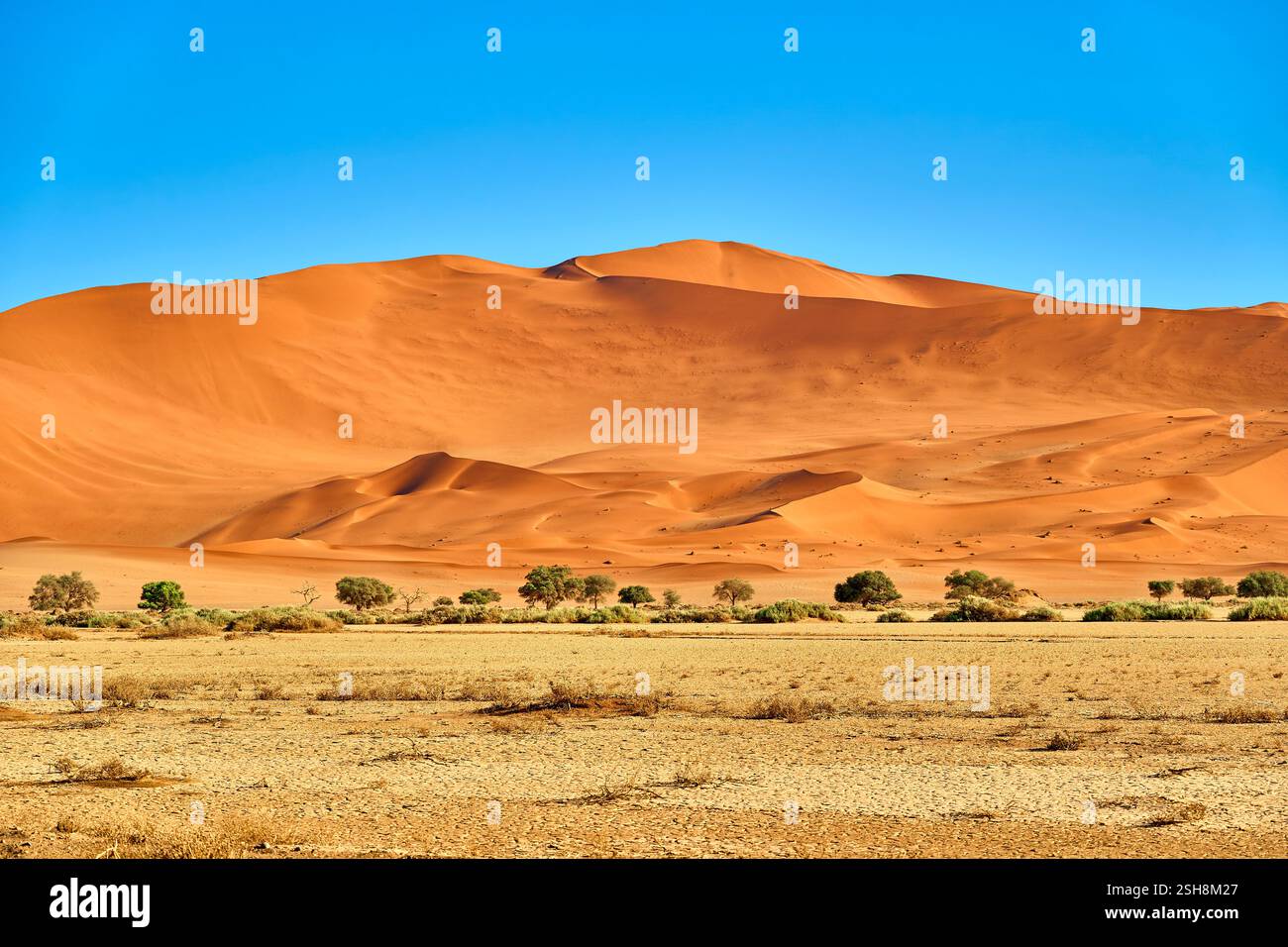 Dunes de Sossusvlei dans le soleil du matin formant de belles formes avec des nuances, Namibie, Afrique. Banque D'Images