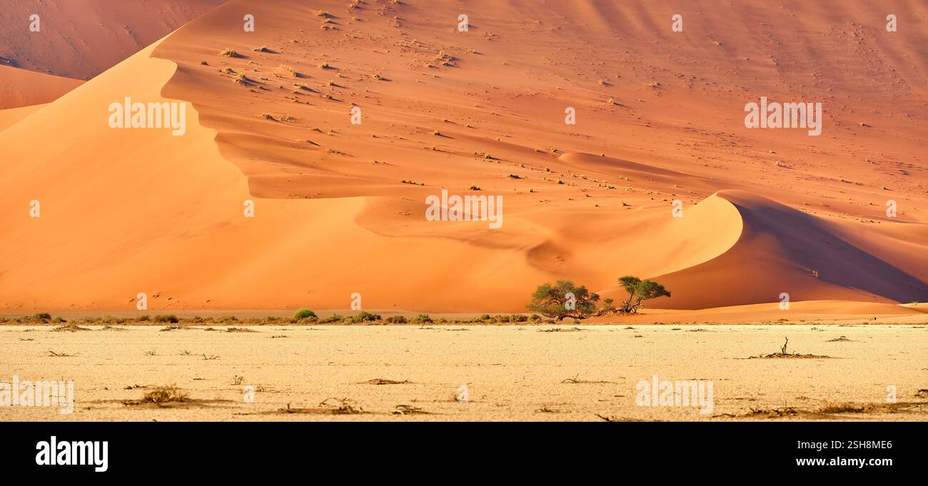 Dunes de Sossusvlei dans le soleil du matin formant de belles formes avec des nuances, Namibie, Afrique. Banque D'Images